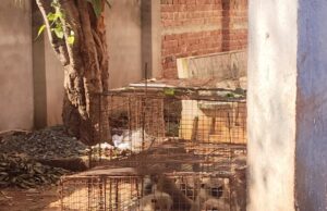 జహీరాబాద్ పట్టణంలో కొండముచ్చులను పట్టుకున్న అటవీశాఖ సిబ్బంది