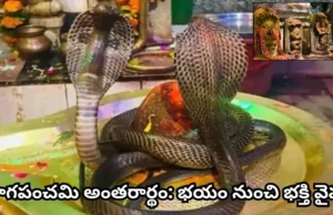 నాగపంచమి ప్రత్యేకం: భయం నుంచి భక్తి వైపు.. ప్రకృతితో సహజీవనమే అసలైన సందేశం